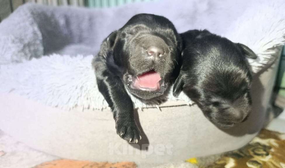 Собаки в Апшеронске: Русский Черный  Терьер щенки  Мальчик, 60 000 руб. - фото 4
