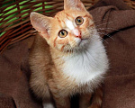 Кошки в Калуге: Томасина, рыжая девочка. Котенок 3 мес в добрые руки. Девочка, Бесплатно - фото 2