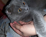 Кошки в Балашихе: Шотландский вислоухий кот на вязку, 2 000 руб. - фото 1