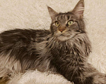 Кошки в Ардоне: Мейн- кун, 5 000 руб. - фото 1