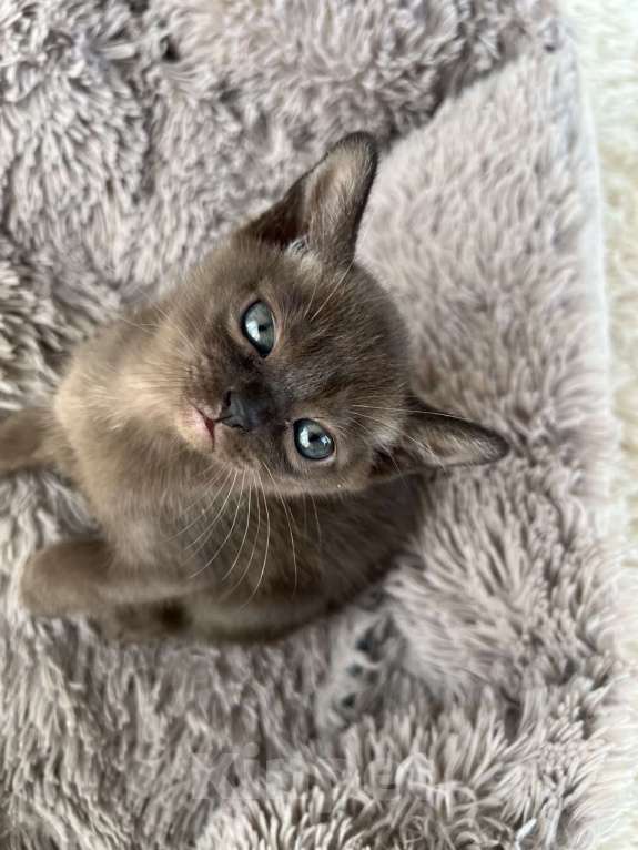 Кошки в Санкт-Петербурге: Котята европейской бурмы Разнополые, Бесплатно - фото 4