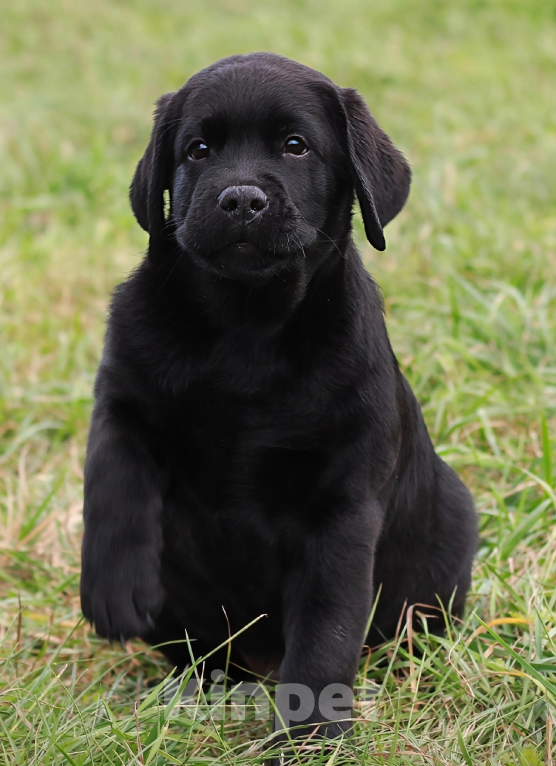 Собаки в Пскове: Лабромалыши Мальчик, 60 000 руб. - фото 3