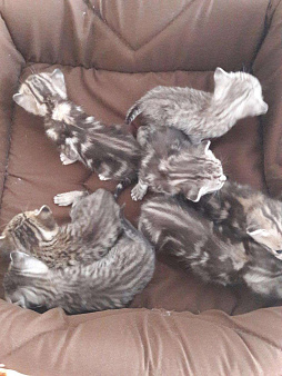 Британский котята мраморные