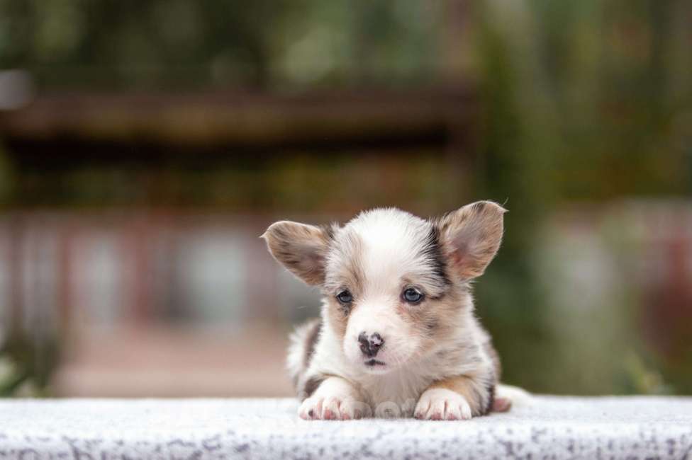 Собаки в Москве: Вельш корги кардиган Девочка, Бесплатно - фото 2