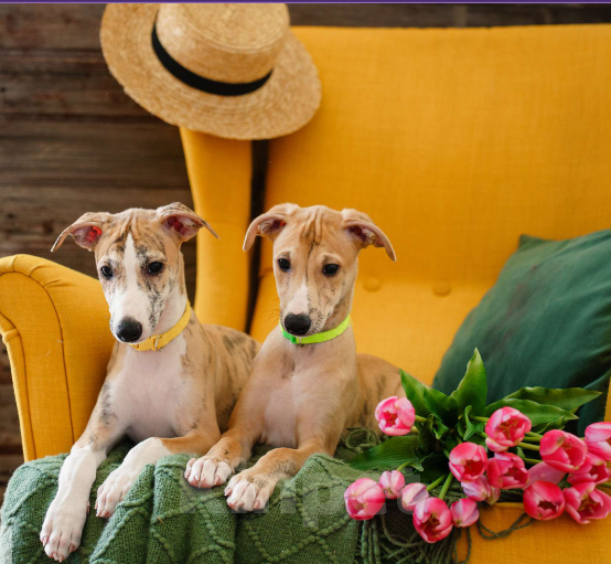 Собаки в Москве: Щенки уиппета Мальчик, Бесплатно - фото 5