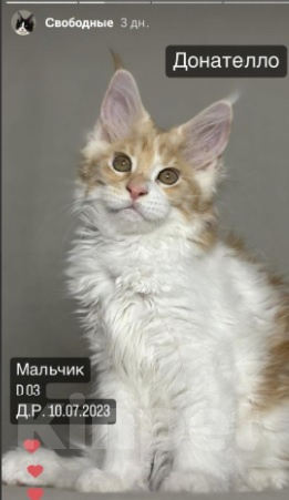 Кошки в Туапсе: Котята мейн-кун из питомника Мальчик, Бесплатно - фото 1