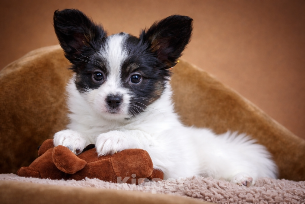 Собаки в Люберцах: Мальчик папийон Мальчик, Бесплатно - фото 1