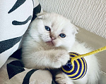 Кошки в Санкт-Петербурге: Шотландский вислоухий мальчик Мальчик, 50 000 руб. - фото 1