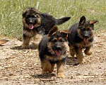 Собаки в Лангепасе: Защитники и любимцы семьи Мальчик, Бесплатно - фото 1