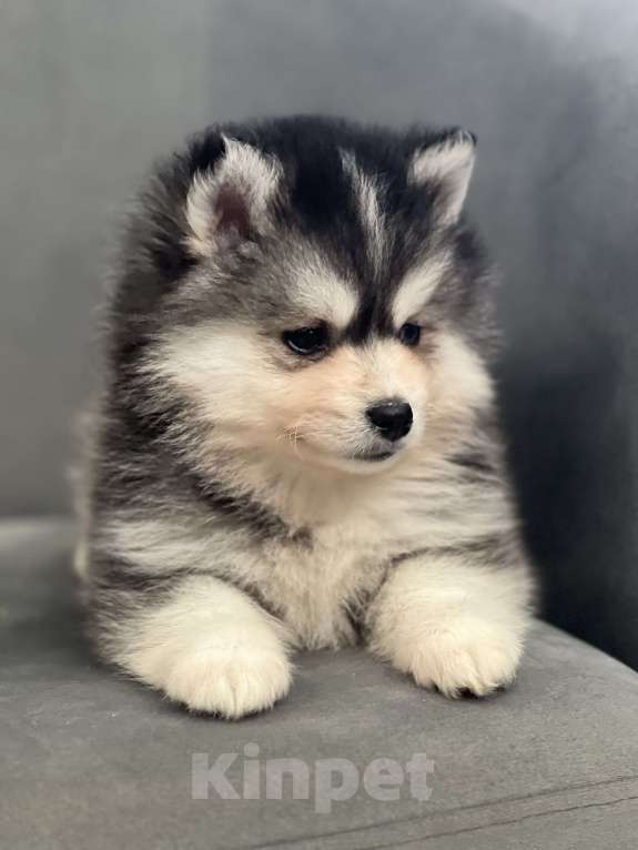 Собаки в Санкт-Петербурге: Мальчик помски  Мальчик, 80 000 руб. - фото 3