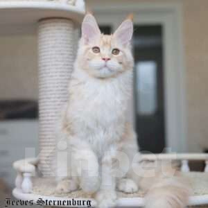 Кошки в Химках: Красавчик со сливочным характером Мальчик, Бесплатно - фото 3