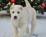 Собаки в Санкт-Петербурге: ЖАКУТ  Мальчик, 60 000 руб. - фото 1