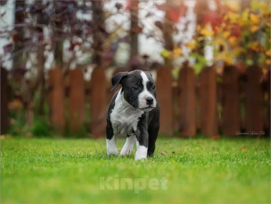 Собаки в Самаре: Породные щенки АСТ из питомника Мальчик, 30 000 руб. - фото 4