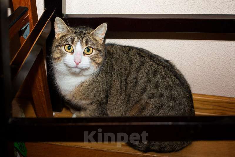 Кошки в Москве: Серая полосатая умничка-кошка Стеша в дар Девочка, 1 руб. - фото 2