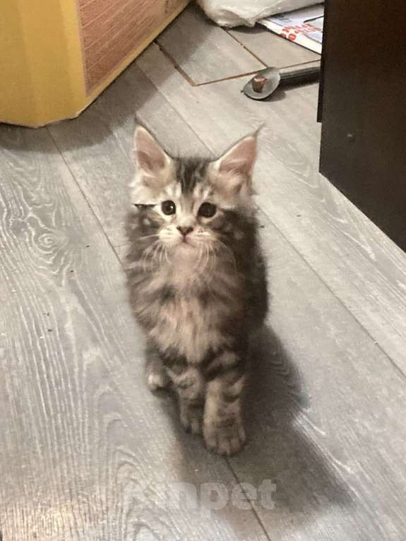 Кошки в Кемерово: Котенок мальчик Мальчик, 15 000 руб. - фото 9