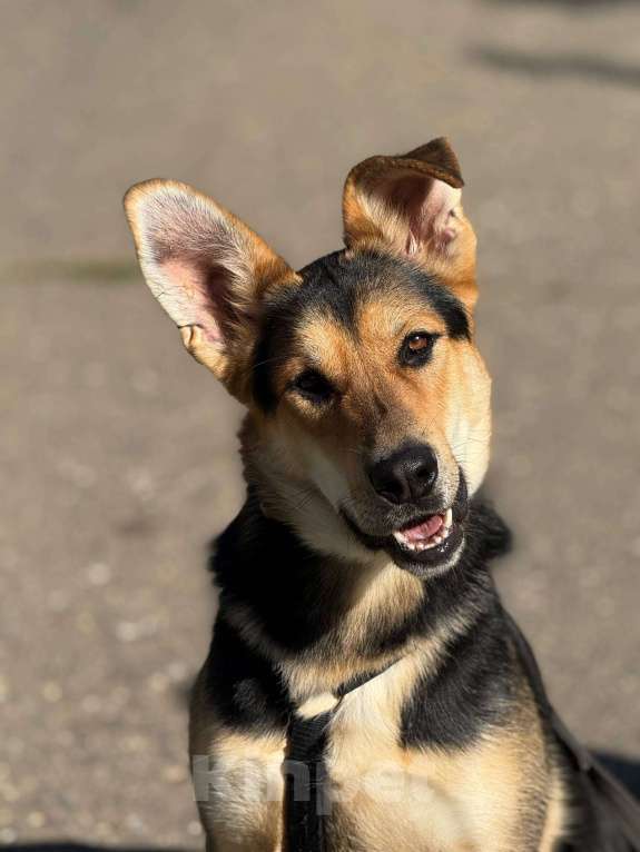 Собаки в Москве: Харди ушастый овчар Мальчик, Бесплатно - фото 7