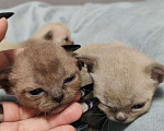 Кошки в Краснодаре: Котята бурма Разнополые, 30 000 руб. - фото 6