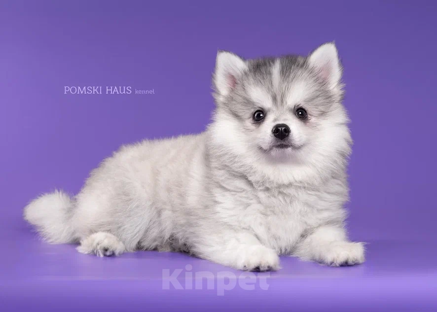 Собаки в Нижнем Новгороде: очаровашка Девочка, 50 000 руб. - фото 1