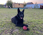 Собаки в Великом Новгороде: щенки немецкой овчарки Девочка, 45 000 руб. - фото 5