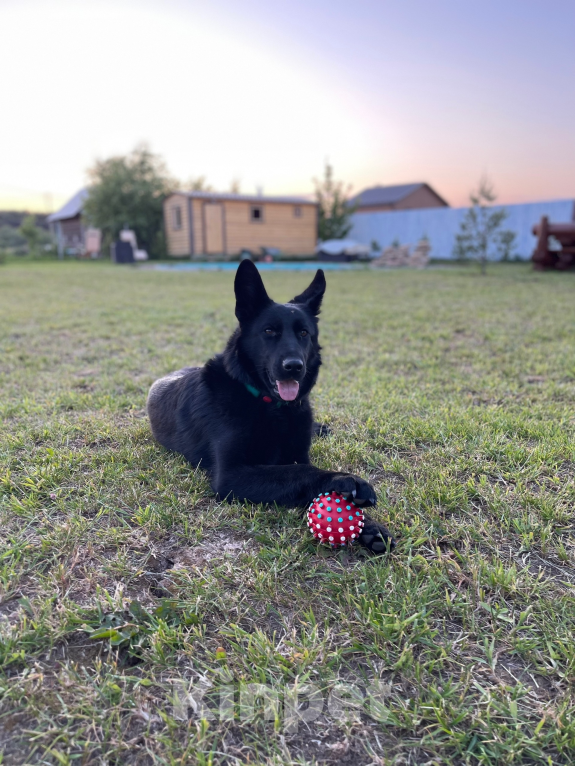 Собаки в Великом Новгороде: щенки немецкой овчарки Девочка, 45 000 руб. - фото 5