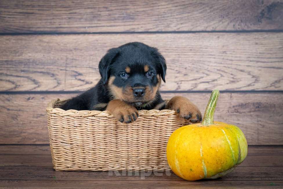 Собаки в Красноярске: Свободен отличный парень рабочего разведения  Мальчик, 60 000 руб. - фото 2