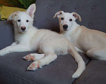 Собаки в Белоозёрском: Крошка Сью в добрые руки! Девочка, 100 руб. - фото 3