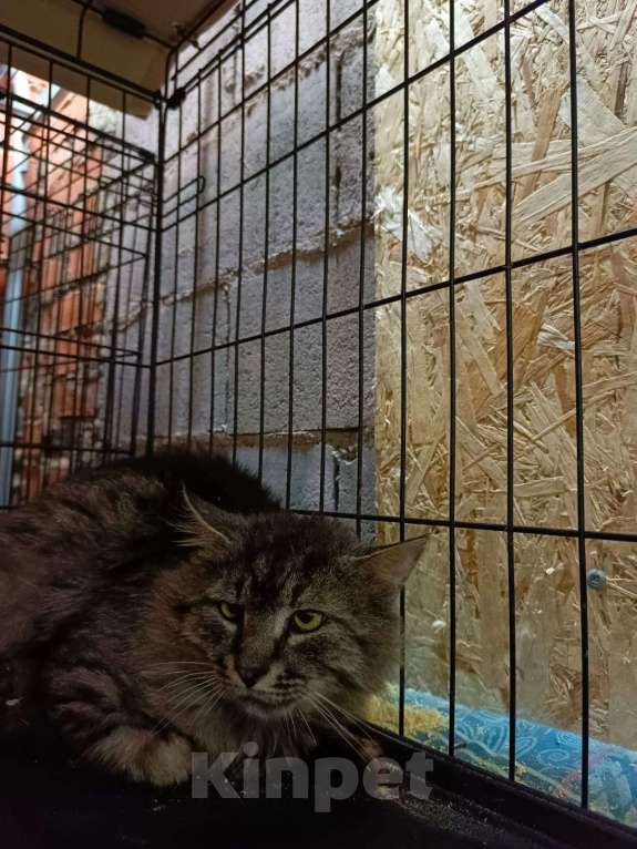 Кошки в Москве: Сибиряк Лео ищет дом   Мальчик, Бесплатно - фото 3