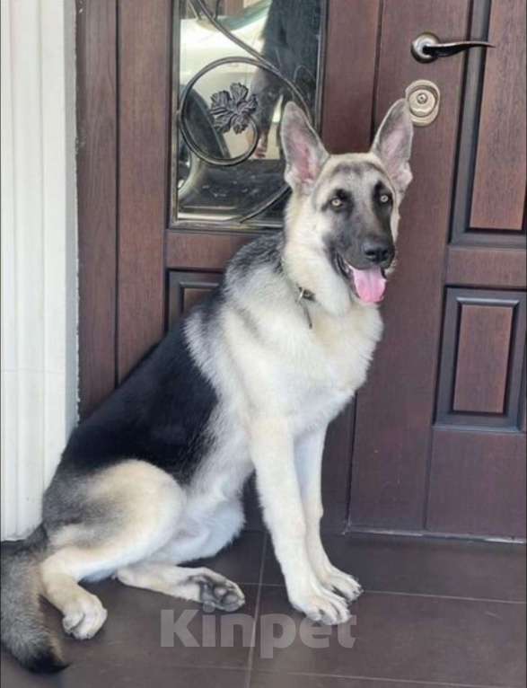 Собаки в других городах Московской области: В Добрые Руки! Мальчик, 30 000 руб. - фото 3