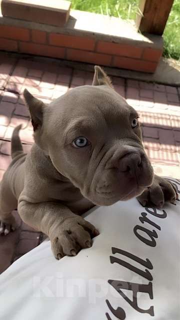 Собаки в Москве: Лиловый мальчик покет Мальчик, 120 000 руб. - фото 4