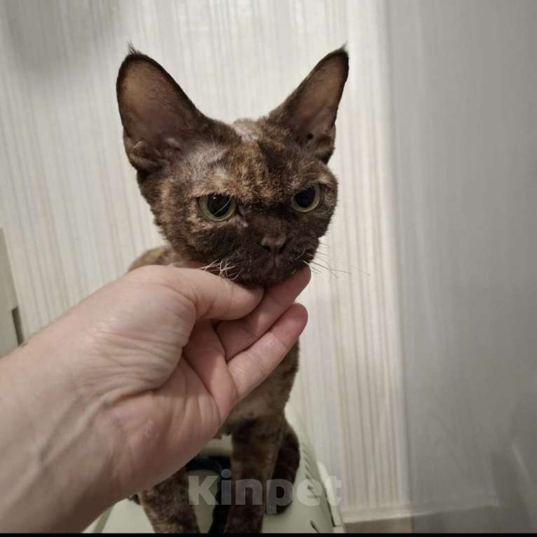 Кошки в Люберцах: Панда-малышь девон-рекс  Мальчик, 65 000 руб. - фото 5