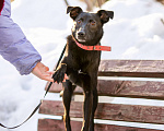 Собаки в Солнечногорске: Маленькая собачка в дар Девочка, Бесплатно - фото 4