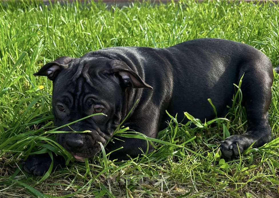 Собаки в Москве: Щенки американского булли  Девочка, 65 000 руб. - фото 2