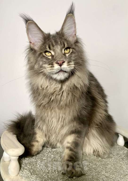 Кошки в Краснодаре: Котенок породы Мейн-кун Мальчик, 35 000 руб. - фото 7