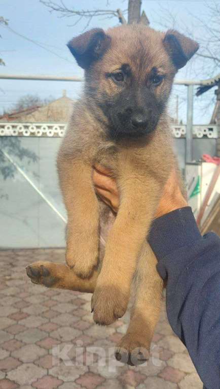 Собаки в других городах Свердловской области: Девочка Девочка, 4 000 руб. - фото 1