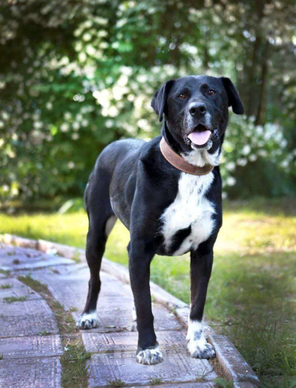 Собаки в Александрове: Собака Ляля ищет дом! Девочка, Бесплатно - фото 4