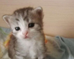 Кошки в Кинешме: Кошечка Девочка, 1 руб. - фото 1