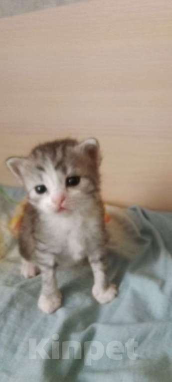 Кошки в Кинешме: Кошечка Девочка, 1 руб. - фото 1