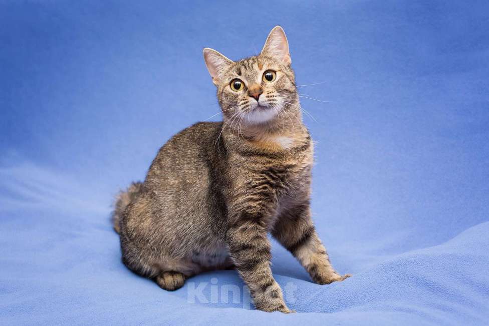 Кошки в Москве: Очаровательная полосатая кошечка Джуля в добрые руки Девочка, 1 руб. - фото 3