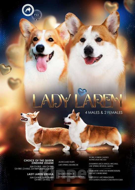 Собаки в Воронеже: Девочка 2,5 мес Девочка, Бесплатно - фото 7