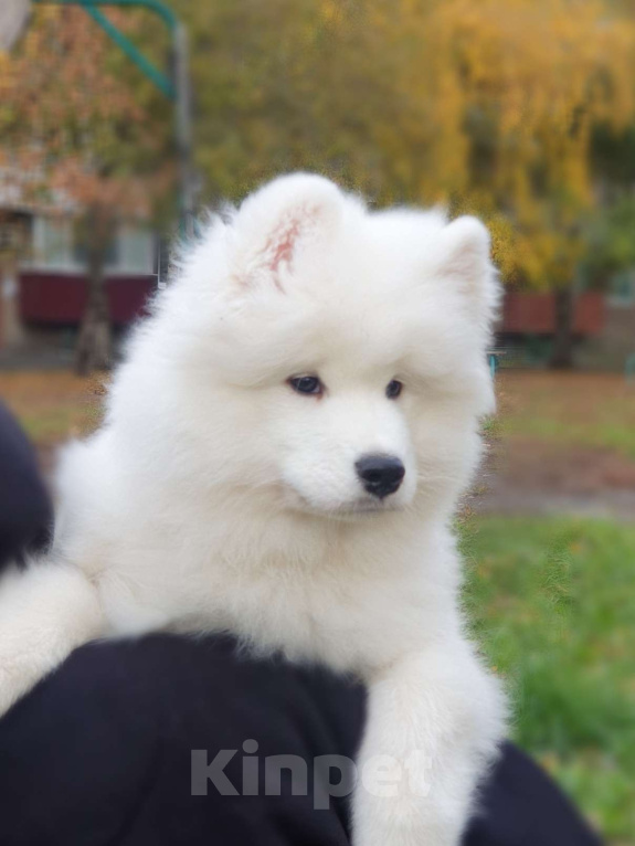 Собаки в Мичуринске: Щенок самоеда Мальчик, 70 000 руб. - фото 2