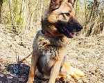 Собаки в Балашихе: Альма оказалась в приюте и очень страдает без хозяина Девочка, 100 руб. - фото 3