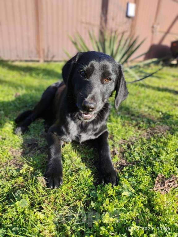 Собаки в Москве: КРАСАВЧИК  Мальчик, Бесплатно - фото 2