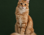 Кошки в Новосибирске: Котёнок Мейн-кун Еремей Мальчик, 30 000 руб. - фото 1