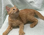 Кошки в Москве: Рыжий котенок в добрые руки  Мальчик, Бесплатно - фото 2