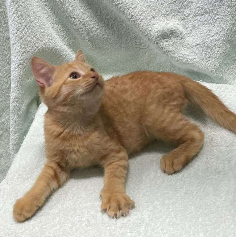 Кошки в Москве: Рыжий котенок в добрые руки  Мальчик, Бесплатно - фото 2