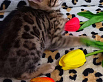Кошки в Минеральном Воде: Бенгальский котенок -кошечка в разведение с докуме, 20 000 руб. - фото 4