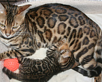 Кошки в Москве: Бенгальские котята Мальчик, 30 000 руб. - фото 2