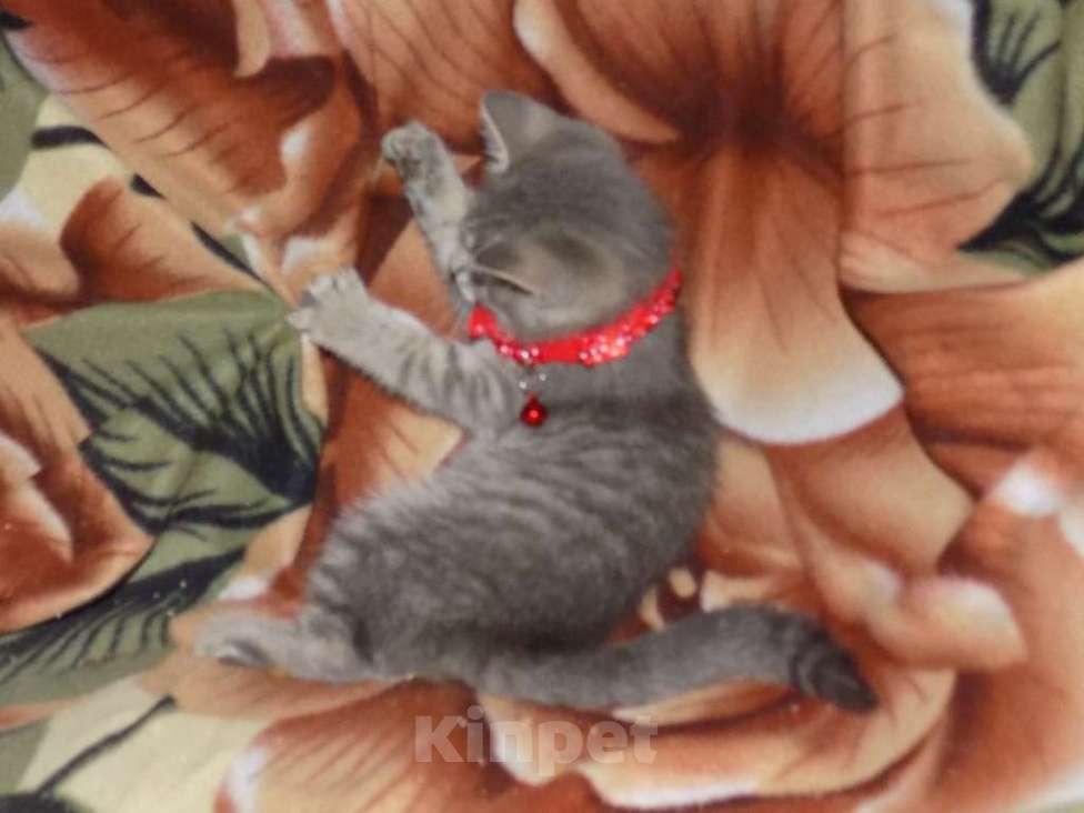 Кошки в Москве: Азиатская табби, девочки Девочка, 20 000 руб. - фото 9
