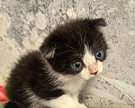 Кошки в Кемерово: Вислоухий черно белый Девочка, Бесплатно - фото 1