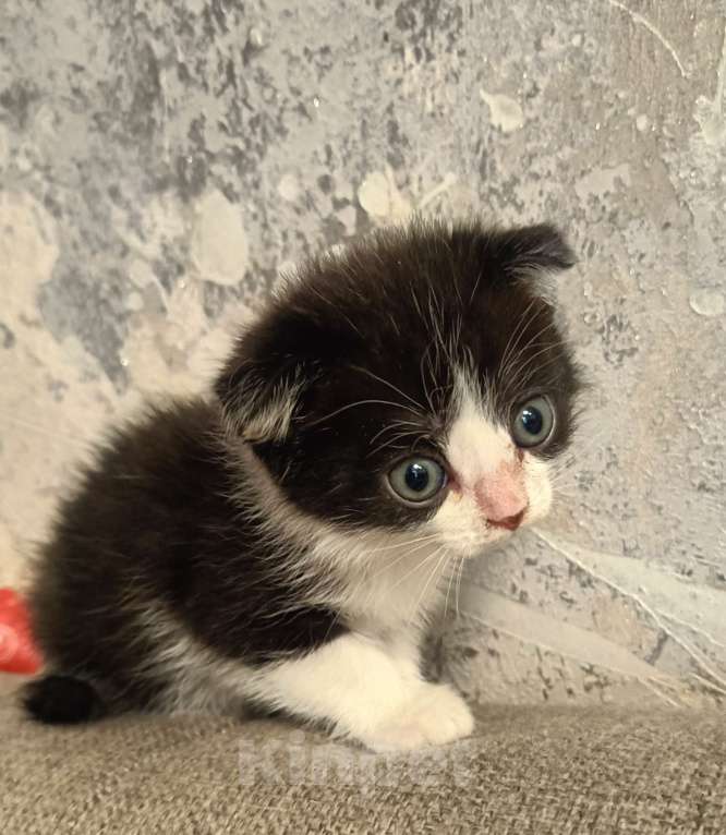 Кошки в Кемерово: Вислоухий черно белый Девочка, Бесплатно - фото 1